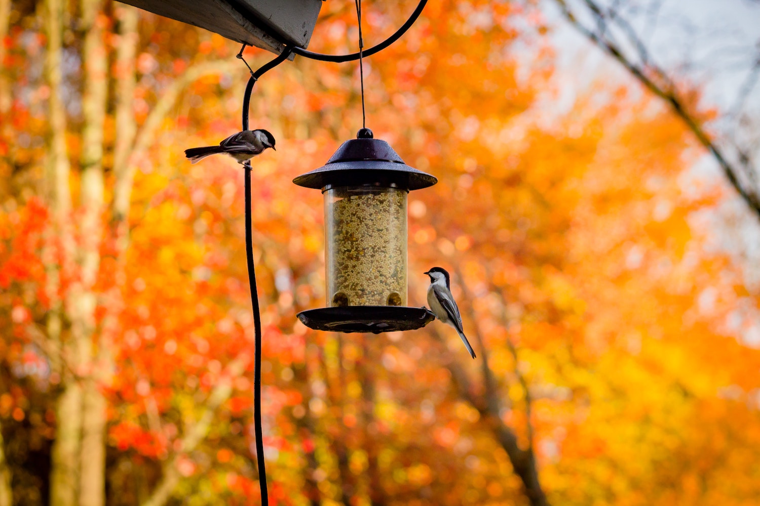 Where to Put Bird Feeders in the Garden Awesome Wildlife Co