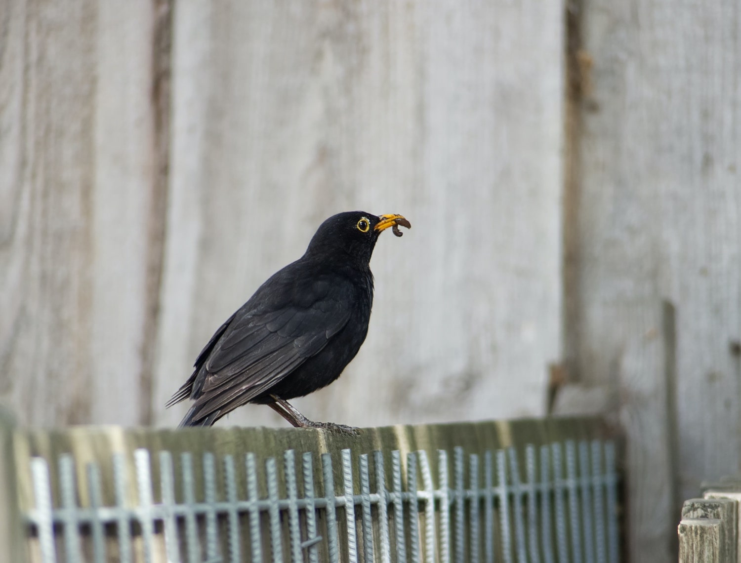 books-birds-of-japan-travel-psychology-iresearchnet