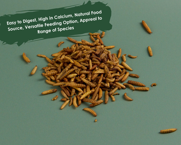 Calciworms