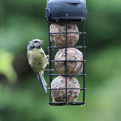 Essentials Fat Ball Feeder