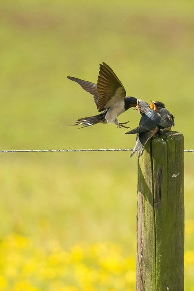 UK Birds Beginning with F