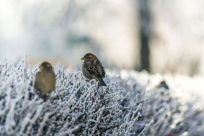 Garden Birds to Spot in January UK