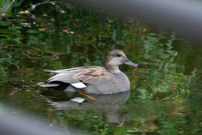 UK Birds Beginning With G