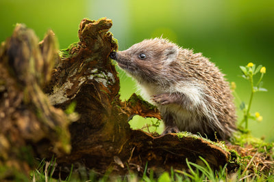 How to Attract Wildlife to your Garden - 10 top tips