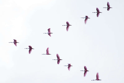 Garden Bird Migration: Welcoming Birds That Migrate to the UK in the summer