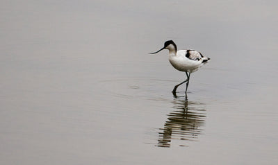 The Best Nature Reserves in Norfolk