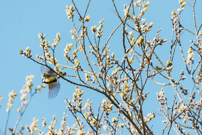 Spring Wildlife Reminders: How to Help Wildlife In Spring