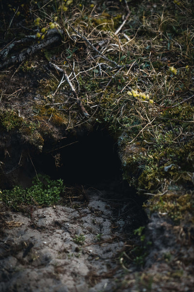 How to Identify Animal Burrows and Holes