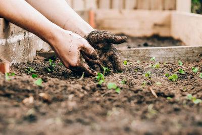 The Benefits of Gardening