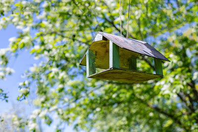 When to Clean Out Bird Nest Boxes