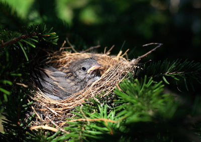 When do British birds start nesting?