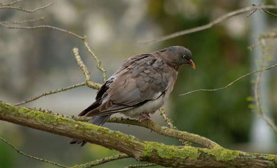 How to Help an Injured Bird
