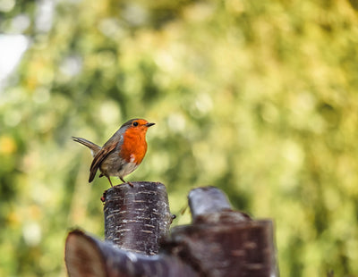 The Dos and Don'ts of Feeding Birds in Your Garden: Keeping Them Safe and Healthy
