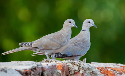 Most Common Garden Birds UK - The Complete Guide