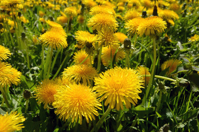 How to Spot the First Signs of Spring