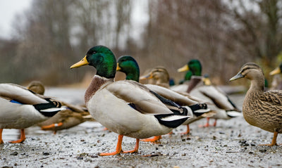 What to feed ducks & how to feed ducks safely