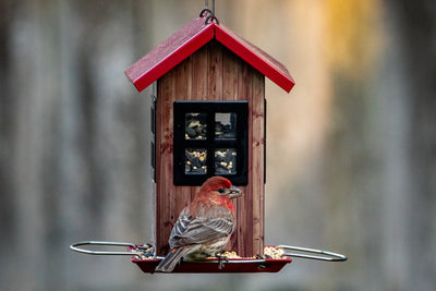 What Not to Feed Wild Birds - Top Tips