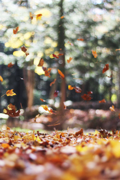 First Signs of Autumn In the UK