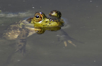 What is the Difference Between Frogs and Toads?