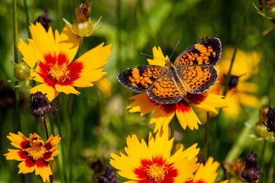 How to Maintain Your Garden Wildlife Habitats: All Year Round