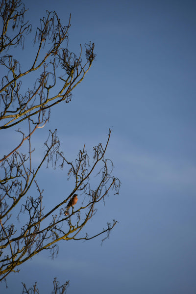 Caring for Birds in Autumn