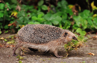 Are Hedgehogs Endangered? And What We Can Do to Help?
