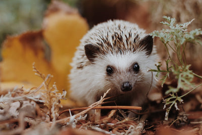 Hedgehog-Friendly Gardening Tips: Creating a Safe Haven for Our Prickly Friends