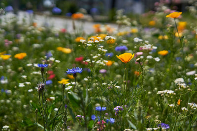 How to Help Wildlife When It’s Hot