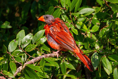 What is Moulting and Why do Birds Moult?