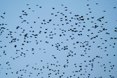 What is Murmuration?