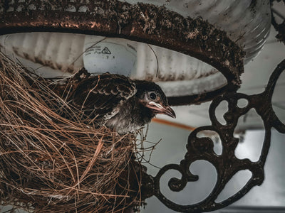 All About Nesting Birds & How to Support Them