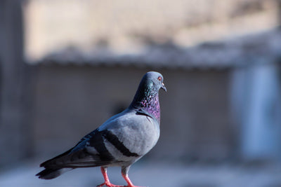 How to scare away pigeons but not other birds