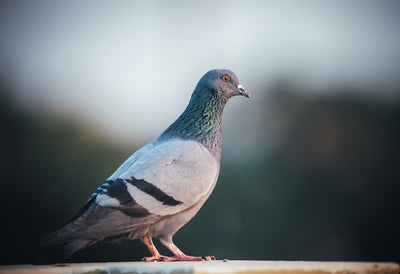 How to Stop Pigeons on Bird Table - 9 Effective Ways