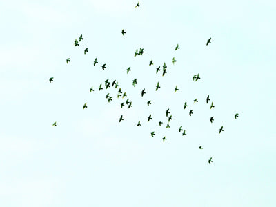 A Guide: Rarest Birds in the UK