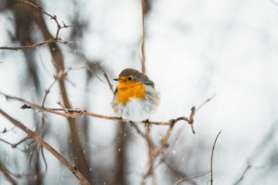 What to Feed Birds in Winter Months