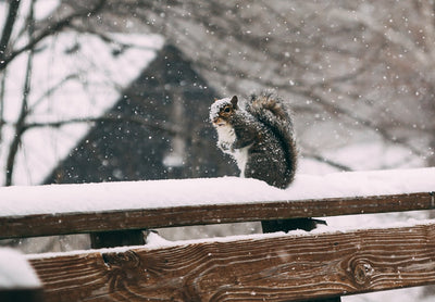 Do Squirrels Hibernate in the Winter?