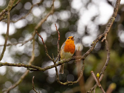 How many bird species are there in the UK?