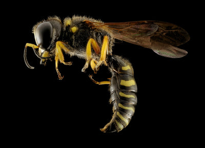 What Do Wasps Do?