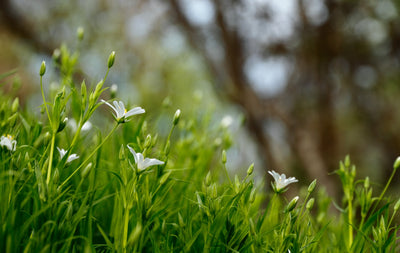 Ways to Support Wildlife in the UK: World Wildlife Day