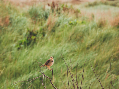 The Best Nature Reserves in Norfolk