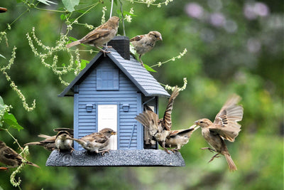 Bird Boxes & Nest Boxes