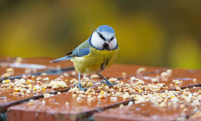 Bird Feed & Wild Bird Food Online