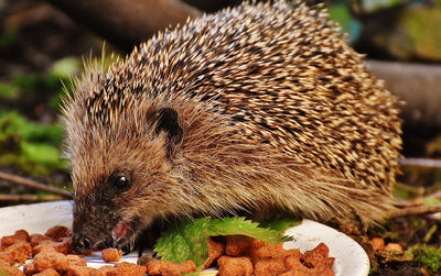 Hedgehog Feeding Stations