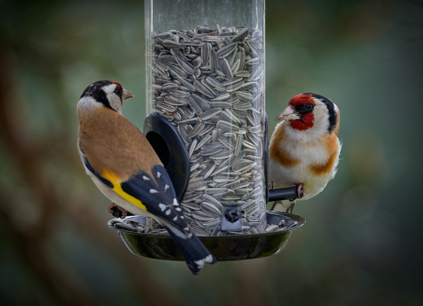 Bird Feeders, Garden Bird Feeder UK