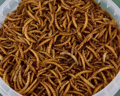 Dried Mealworms - 2.5l Tub