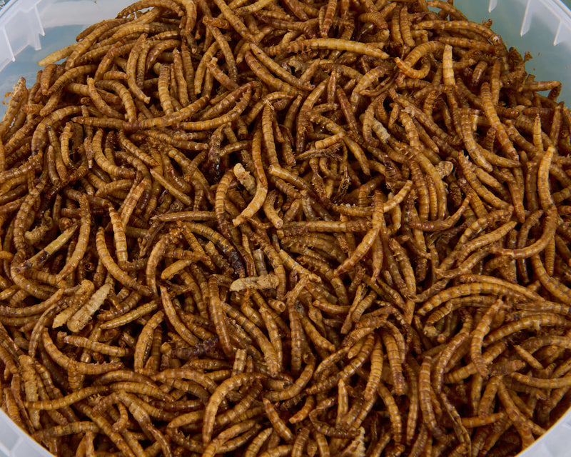 Dried Mealworms - 5l Tub