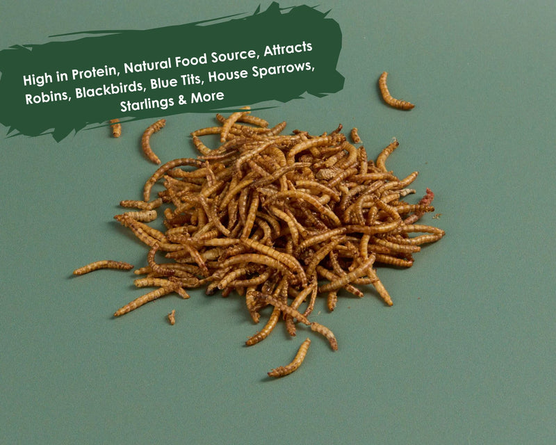 Dried Mealworms