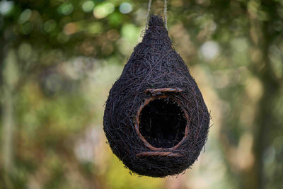 Giant Robin Nest Pocket