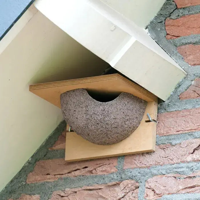 House Martin Nesting Cup Plywood