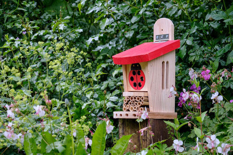 Ladybug Insect Stay Ladybird & Insect Lodge – Awesome Wildlife Co